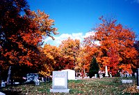 Foliage in the cemetery