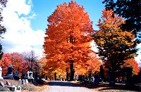 Fall foliage in Forest Hill